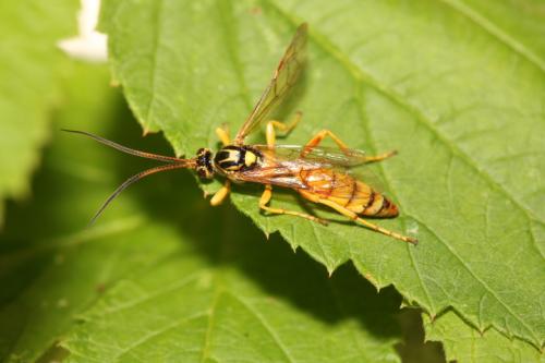 Eutanyacra crispatoria